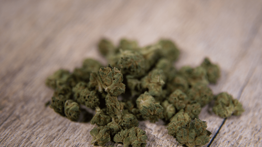 Navigating Employment with a Medical Cannabis Card in Florida